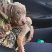 MOH Weimaraners, a  Weimaraner for sale in Jemison, AL – Photo 6 of 8