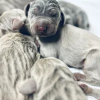 MOH Weimaraners, a  Weimaraner for sale in Jemison, AL – Photo 7 of 8