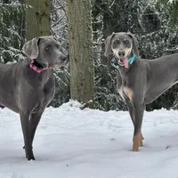 MOH Weimaraners, a  Weimaraner for sale in Jemison, AL – Photo 2 of 8