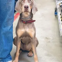 MOH Weimaraners, a  Weimaraner for sale in Jemison, AL – Photo 1 of 8