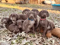 processed/c26c701f-3a4d-4ca7-acd9-a6e6ad5713bf/listing/d2dc5bff-2d3f-40c5-9177-beae91ca99f3/2938ce81-e15d-47ea-b77e-e8dc0bebf253