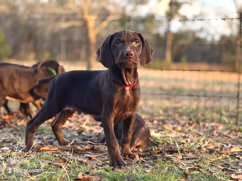Butterfinger (Weizsla)
