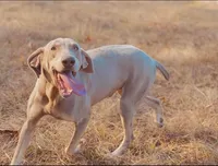 processed/c26c701f-3a4d-4ca7-acd9-a6e6ad5713bf/listing/d2dc5bff-2d3f-40c5-9177-beae91ca99f3/c626f640-b7b0-4450-99ad-77857006ca45