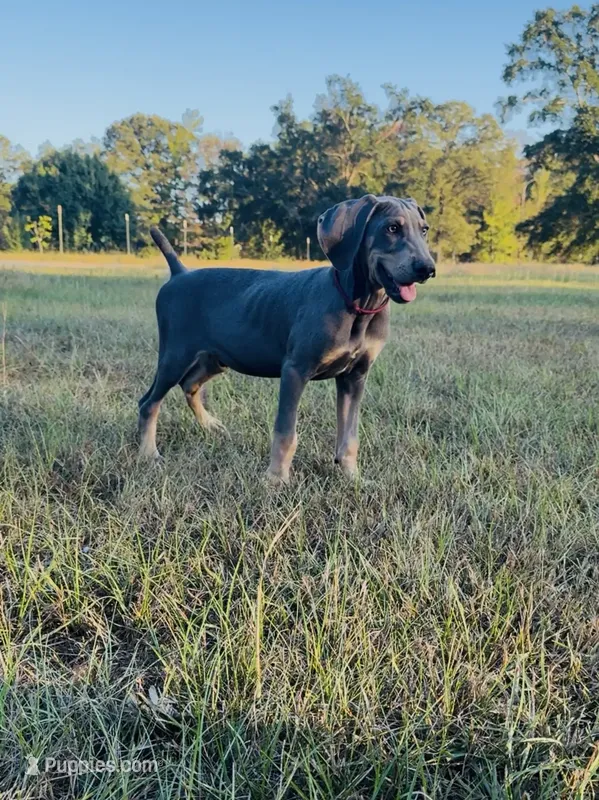 Shadow ( Mark of Hound )