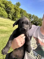 Red, a male Labrador Retriever for sale in Bennettsville, SC – 1 of 2
