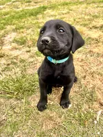 Blue, a male Labrador Retriever for sale in Bennettsville, SC – Photo 1 of 3