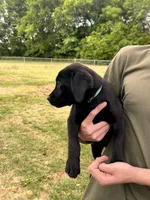 Blue, a male Labrador Retriever for sale in Bennettsville, SC – Photo 2 of 3