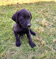 Blue, a male Labrador Retriever for sale in Bennettsville, SC – Photo 3 of 3
