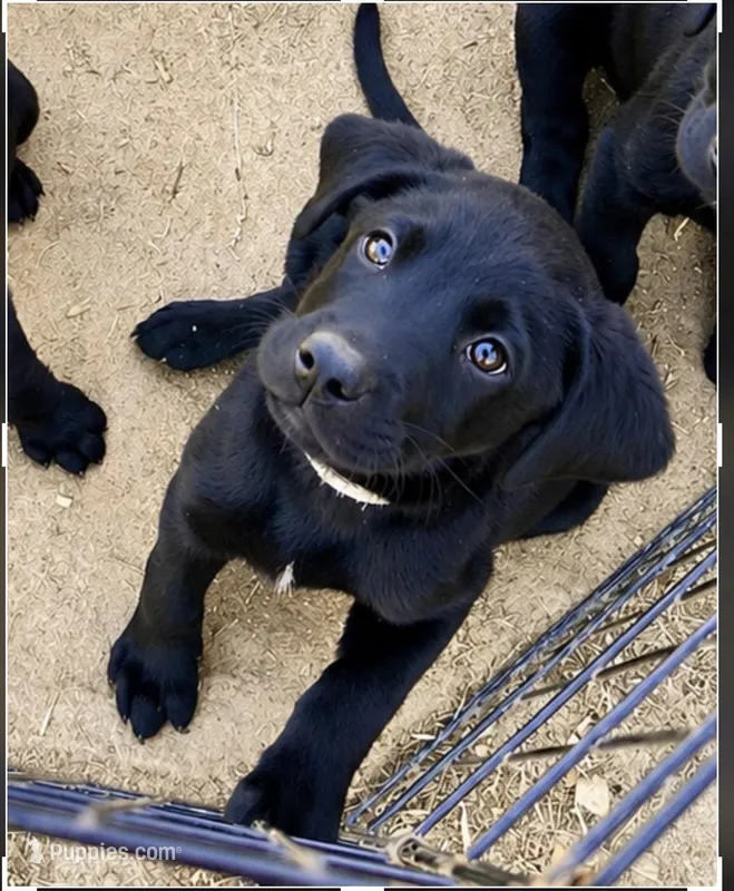 Gray – Labrador Retriever puppy for sale in Bennettsville, SC