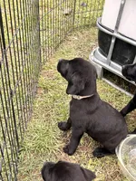 Gray, a male Labrador Retriever for sale in Bennettsville, SC – Photo 2 of 2