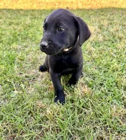 Tan, a female Labrador Retriever for sale in Bennettsville, SC – Photo 2 of 2