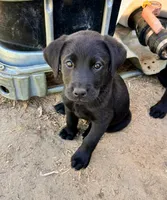 Tan, a female Labrador Retriever for sale in Bennettsville, SC – Photo 1 of 2
