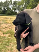 Green , a male Labrador Retriever for sale in Bennettsville, SC – Photo 2 of 3