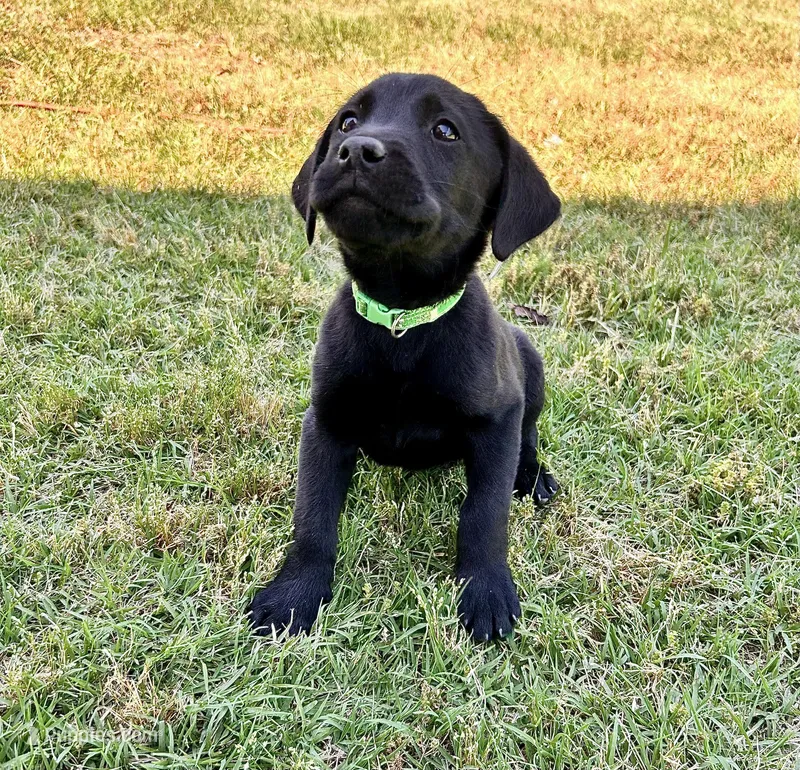 Green  – Labrador Retriever puppy for sale in Bennettsville, SC