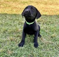 Green , a male Labrador Retriever for sale in Bennettsville, SC – Photo 1 of 3