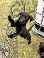 Green , a male Labrador Retriever for sale in Bennettsville, SC – Photo 3 of 3