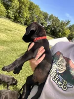 Red, a male Labrador Retriever for sale in Bennettsville, SC – 2 of 2