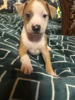 Lucy , a female American Staffordshire Terrier for sale in San Bernardino, CA – Photo 2 of 2