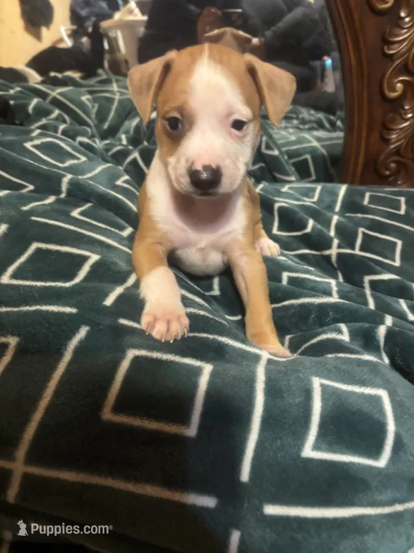 Lucy , a female American Staffordshire Terrier for sale in San Bernardino, CA – Photo 1 of 2