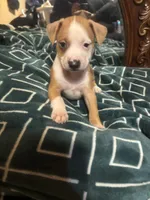 Lucy , a female American Staffordshire Terrier for sale in San Bernardino, CA – Photo 1 of 2