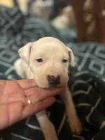 Buddy , a female American Staffordshire Terrier for sale in San Bernardino, CA – Photo 1 of 3