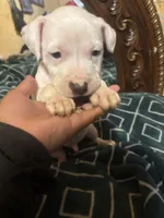 Buddy , a female American Staffordshire Terrier for sale in San Bernardino, CA – Photo 3 of 3