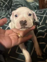 Buddy , a female American Staffordshire Terrier for sale in San Bernardino, CA – Photo 2 of 3