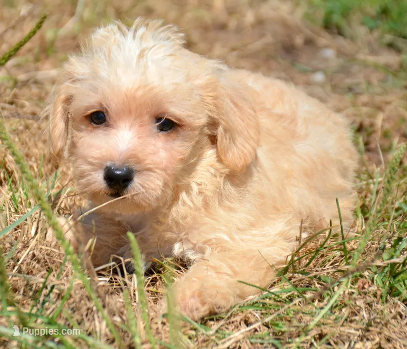 Sam Mini Schnoodle M2 – Schnoodle puppy for sale in Kendallville, IN