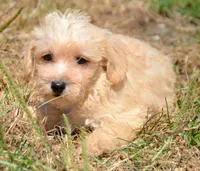 Sam Mini Schnoodle M2, a male Schnoodle for sale in Kendallville, IN – 1 of 7