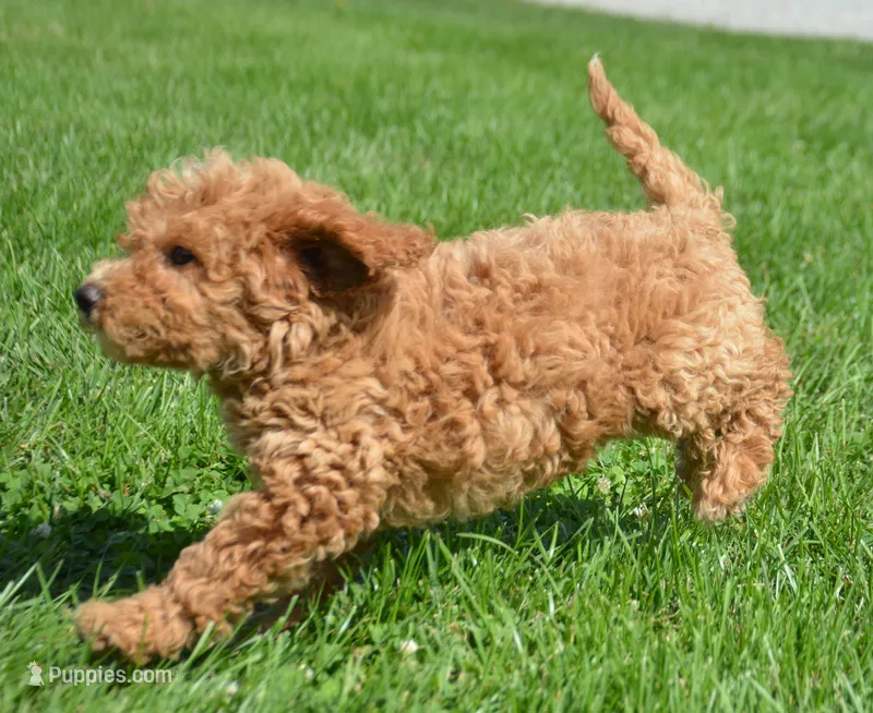 Daisy Micro GD F4 – Miniature Goldendoodle puppy for sale in Kendallville, IN