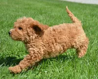 Daisy Micro GD F4, a female Miniature Goldendoodle for sale in Kendallville, IN – 3 of 9