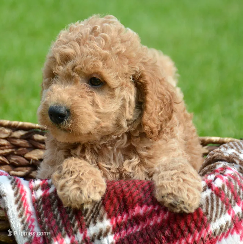 Dotty Micro GD F2 – Miniature Goldendoodle puppy for sale in Kendallville, IN