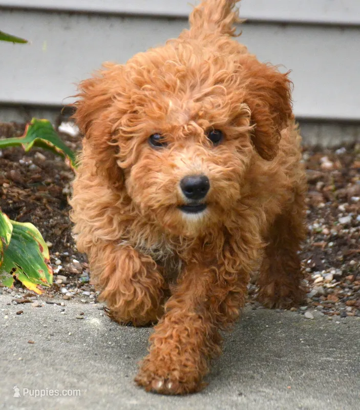 Deva Micro GD F3 – Miniature Goldendoodle puppy for sale in Kendallville, IN