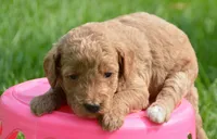 Dani Micro GD F5, a female Miniature Goldendoodle for sale in Kendallville, IN – 6 of 7