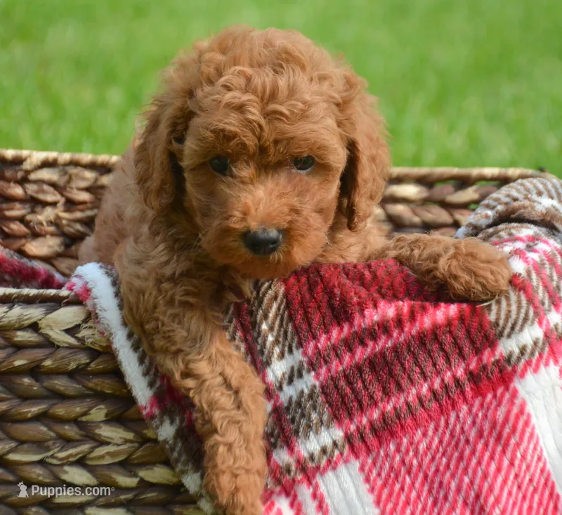 Deedee Micro GD F8 – Miniature Goldendoodle puppy for sale in Kendallville, IN