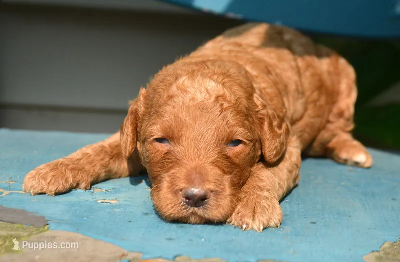 Duncan Micro GD M1 – Miniature Goldendoodle puppy for sale in Kendallville, IN