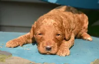 Duncan Micro GD M1, a male Miniature Goldendoodle for sale in Kendallville, IN – 1 of 1