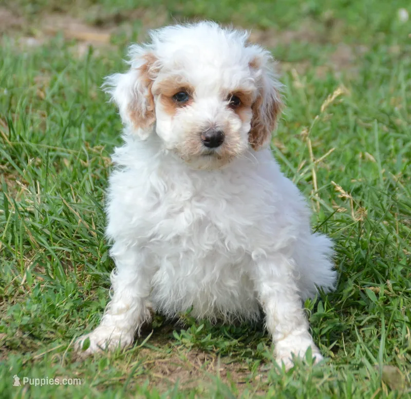 Denny Micro GD ML2 – Miniature Goldendoodle puppy for sale in Kendallville, IN