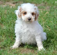 Denny Micro GD ML2, a male Miniature Goldendoodle for sale in Kendallville, IN – 3 of 8
