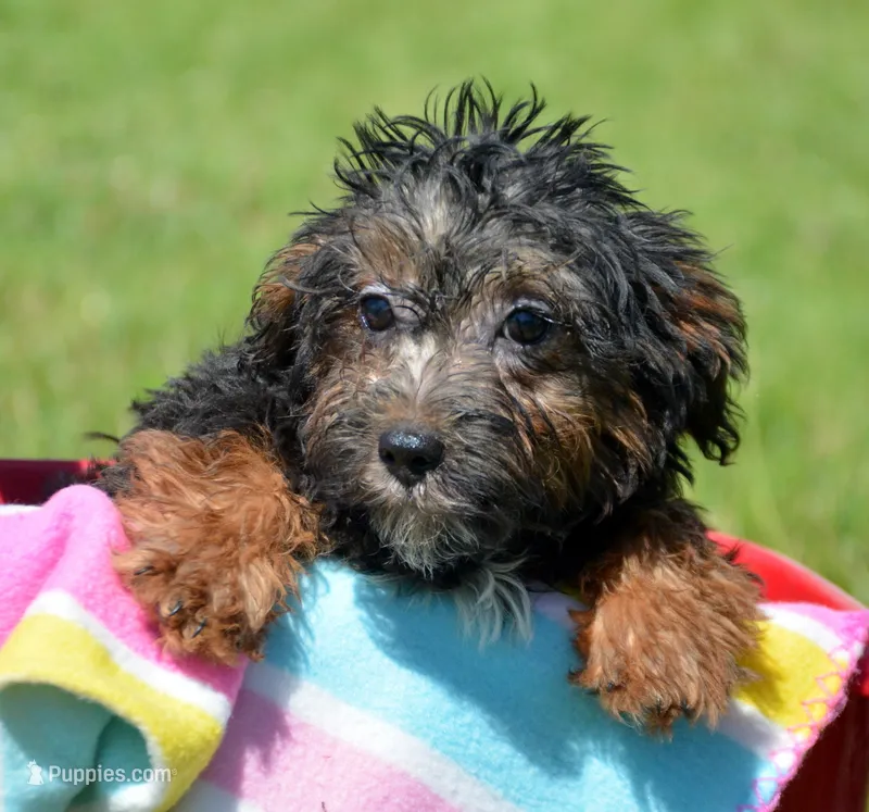Patrick Yorkiepoo m1 – Yorkipoo puppy for sale in Kendallville, IN