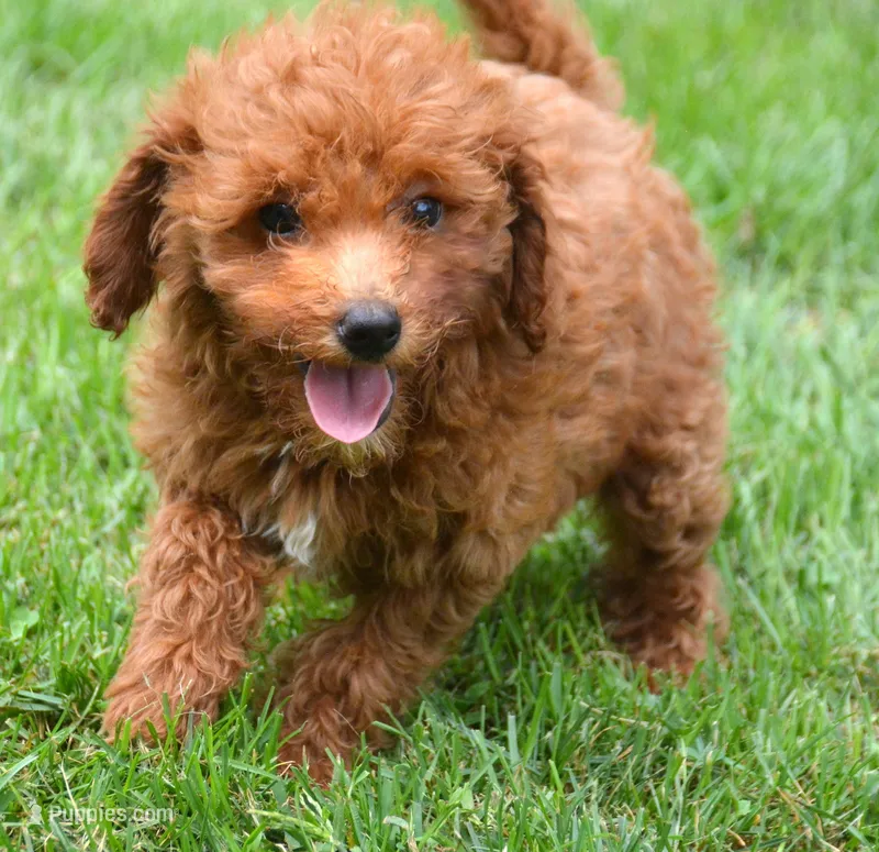 Dana Micr GD F6 – Miniature Goldendoodle puppy for sale in Kendallville, IN