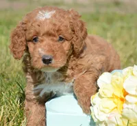 Dina fml micro GD, a female Miniature Goldendoodle for sale in Kendallville, IN – 1 of 5