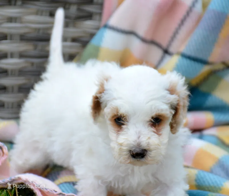 Denny Micro GD ML2 – Miniature Goldendoodle puppy for sale in Kendallville, IN