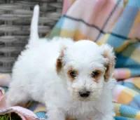 Denny Micro GD ML2, a male Miniature Goldendoodle for sale in Kendallville, IN – 4 of 8