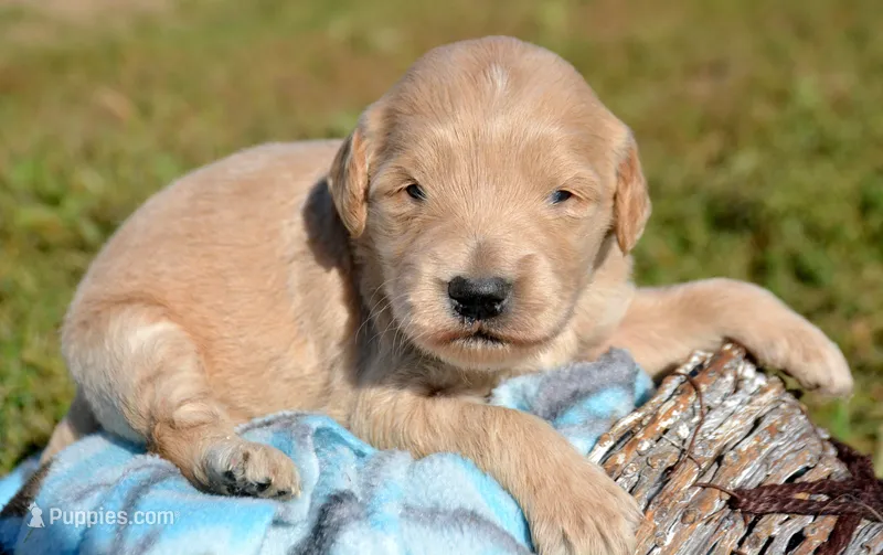 Dolly Micro GD FM 5 – Miniature Goldendoodle puppy for sale in Kendallville, IN