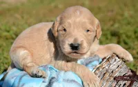 Dolly Micro GD FM 5, a female Miniature Goldendoodle for sale in Kendallville, IN – 1 of 2