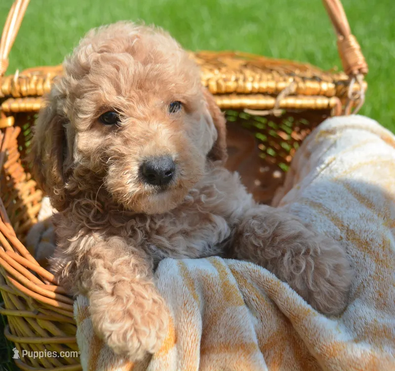 Dotty Micro GD F2 – Miniature Goldendoodle puppy for sale in Kendallville, IN