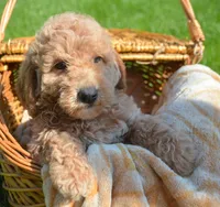 Dotty Micro GD F2, a female Miniature Goldendoodle for sale in Kendallville, IN – 2 of 7