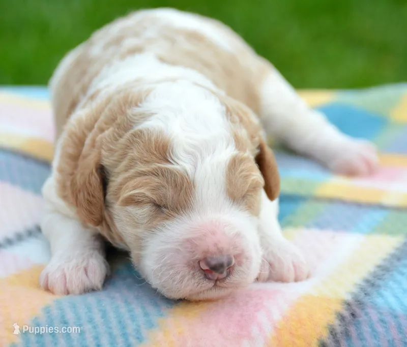 Dodger MGD ML 3 – Miniature Goldendoodle puppy for sale in Kendallville, IN