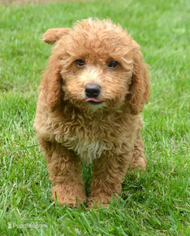 Daisy Micro GD F4 – Miniature Goldendoodle puppy for sale in Kendallville, IN